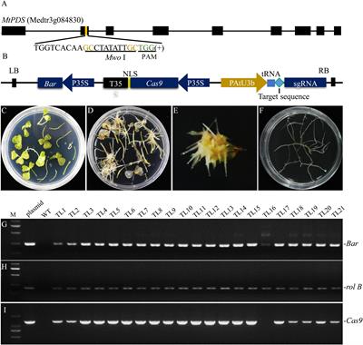 Efficient Generation of CRISPR/Cas9-Mediated Homozygous/Biallelic Medicago truncatula Mutants Using a Hairy Root System
